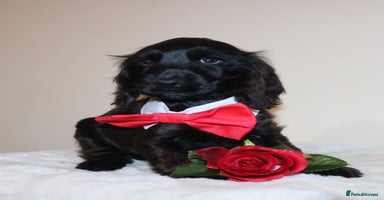 Cocker Spaniel dogs - Advert 13