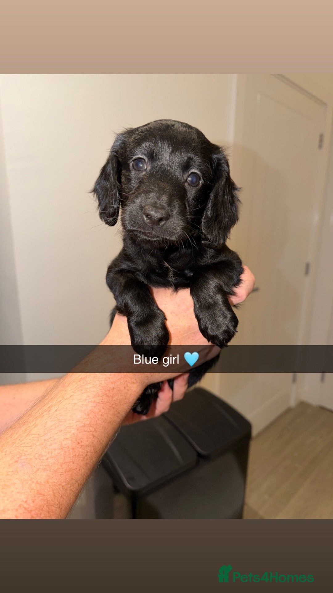 Cockapoo dogs Cockapoo pups READY 12th October.  - Advert 2