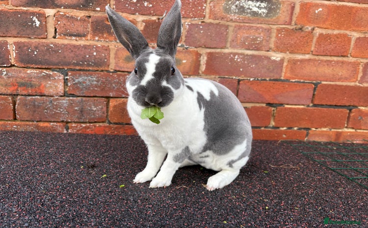 Rex rabbits - Advert 6