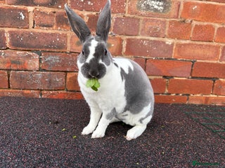 Rex rabbits - Advert 33