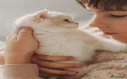 British Shorthair cats for sale: Cuddly Golden Blue British Shorthair girl  - Advert 20