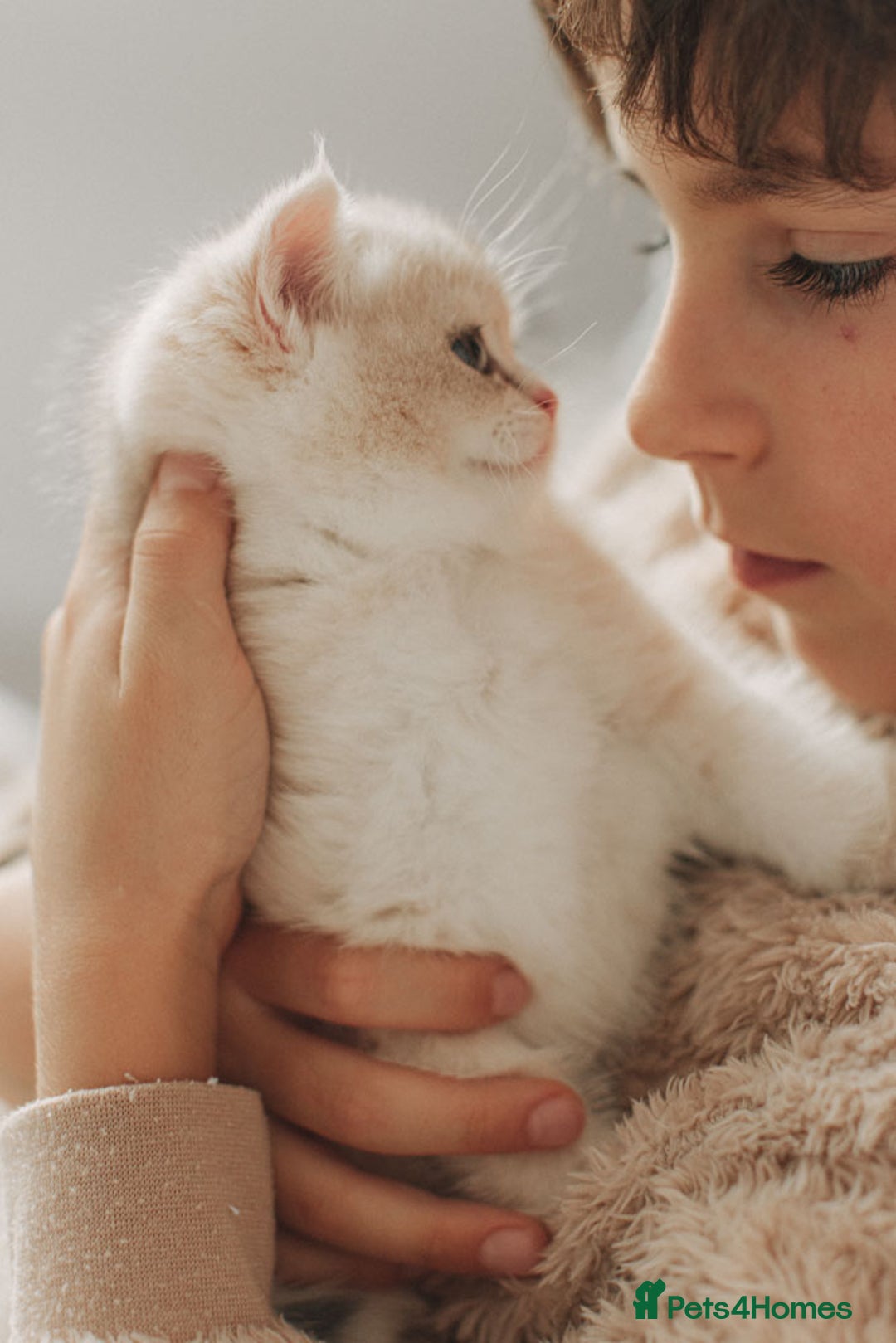 British Shorthair cats for sale: Cuddly Golden Blue British Shorthair girl  - Advert 20