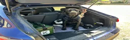 Labrador Retriever dogs for sale: Stunning Labrador puppies born 5.6.26  in Salisbury - Advert 4