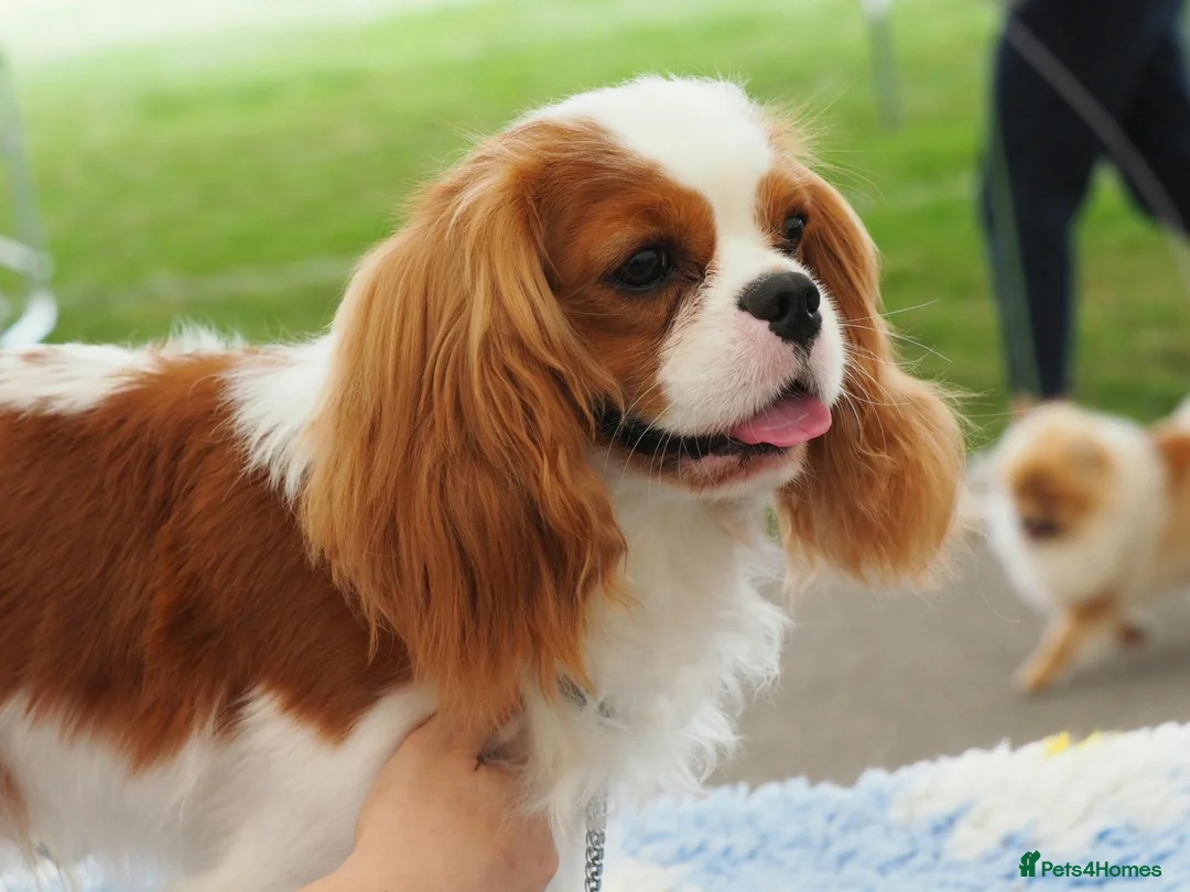 Cavalier King Charles Spaniel dogs for sale: KC Health Tested Cavalier King Charles Spaniel Dog - Advert 1