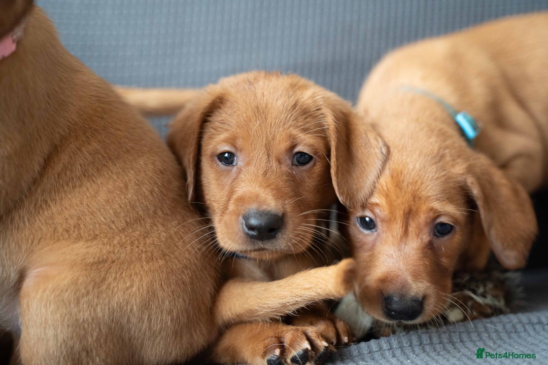 Labrador Retriever dogs for sale: Stunning Fox Red Labrador Puppies For Sale - Image 1