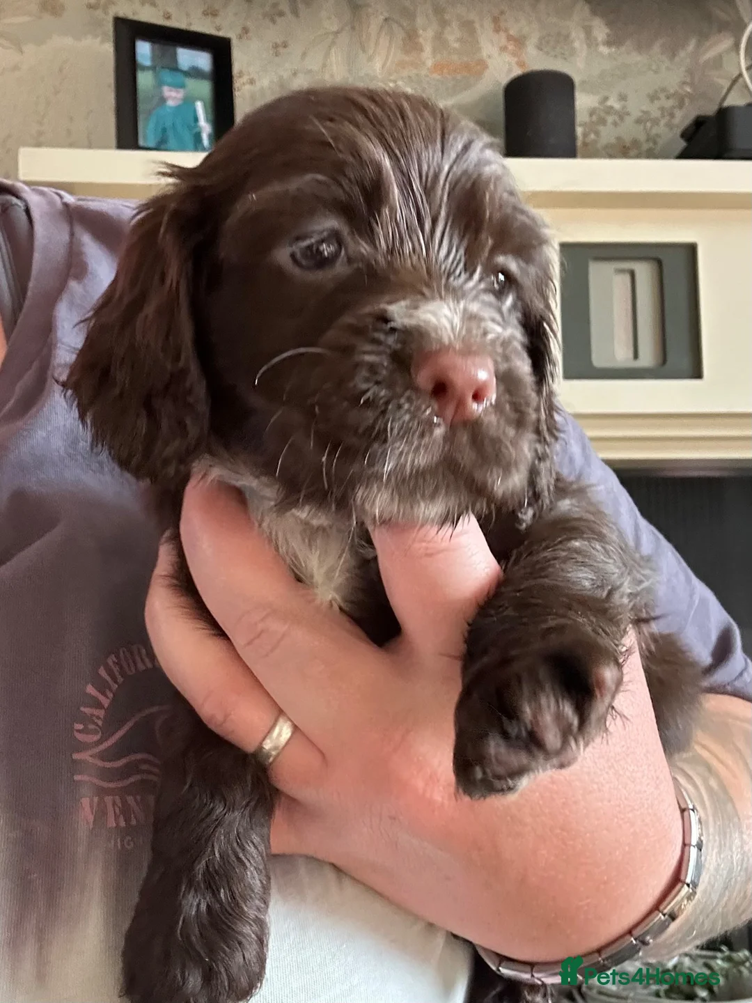 Cocker Spaniel dogs for sale: One male cocker spaniel  - Advert 2