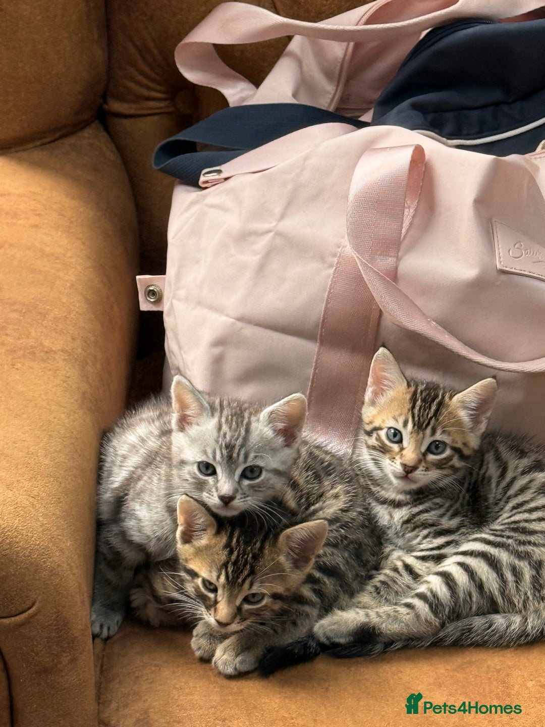 Bengal cats for sale: Bengal mixed  - Image 8
