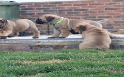 Bullmastiff dogs for sale: K.c registered Bullmastiff puppies  - Image 6