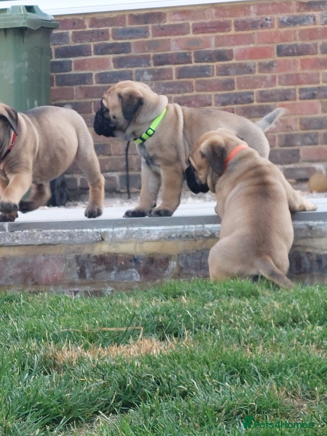 Bullmastiff dogs for sale: K.c registered Bullmastiff puppies  - Image 6