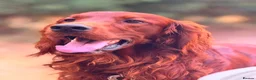 Irish Setter dogs for stud: Ronnie the Red Setter  - Advert 4