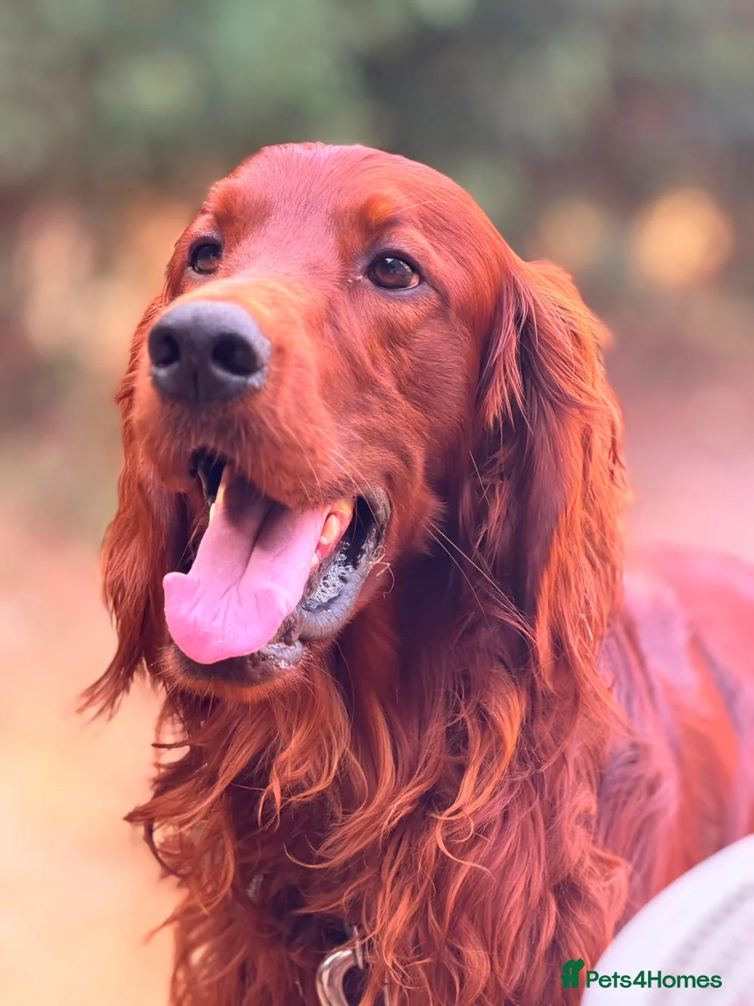 Irish Setter dogs for stud: Ronnie the Red Setter  - Advert 4