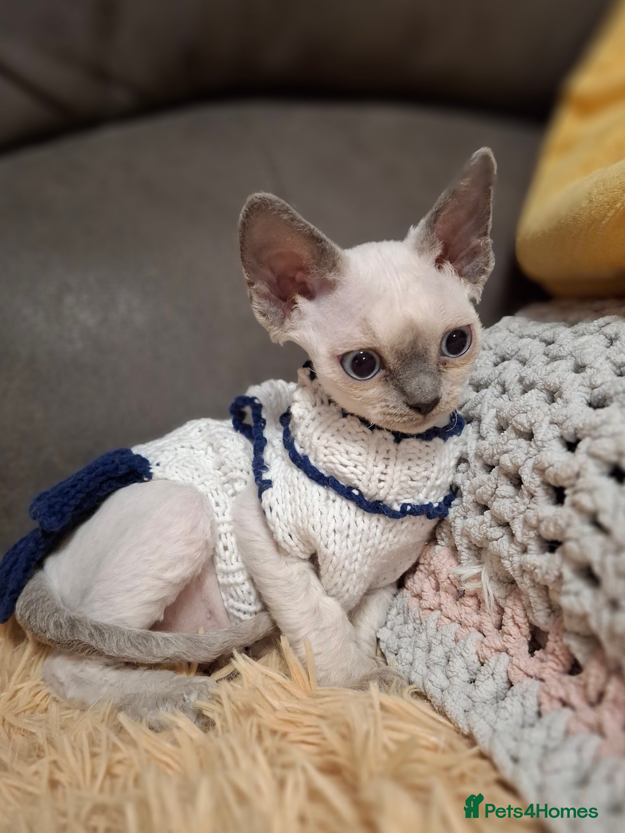Devon Rex cats 🌸 Devon Rex with blue eyes FIFE registered  🌸 - Advert 2