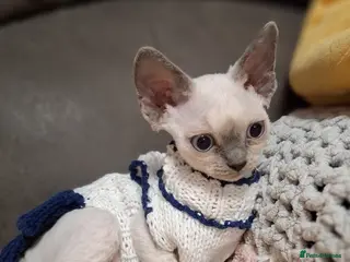 Devon Rex cats 🌸 Devon Rex with blue eyes FIFE registered 🌸 - Advert 2