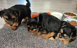 Yorkshire Terrier dogs for sale: Adorable Yorkie Puppies Ready for Loving Homes - Image 2