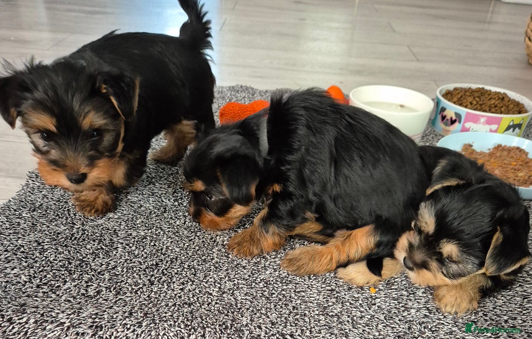 Yorkshire Terrier dogs for sale: Adorable Yorkie Puppies Ready for Loving Homes - Image 2