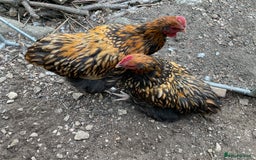 Chickens poultry for sale: Exhibition quality Gold Laced Orpington cockerels - Image 6