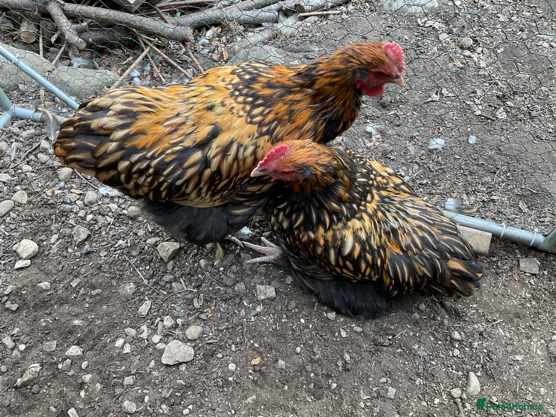Chickens poultry for sale: Exhibition quality Gold Laced Orpington cockerels - Image 6