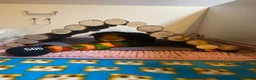 Guinea Pig rodents for sale: Female Guinea Pig For Rehoming  in Darwen - Advert 1