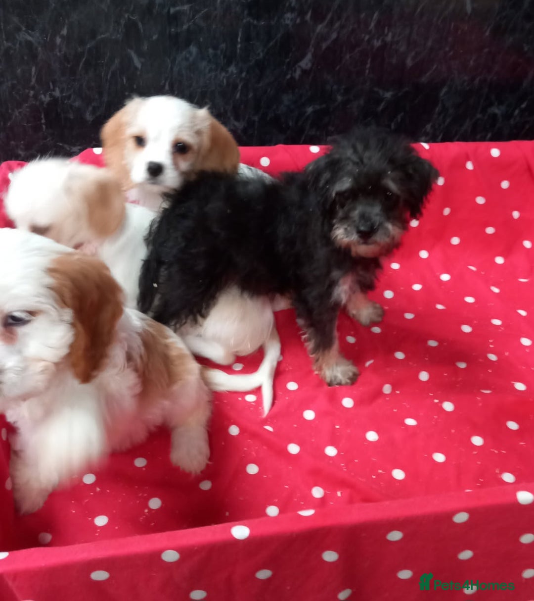 Cavapoo dogs for sale: Adorable cavapoo pups for sale - Image 4