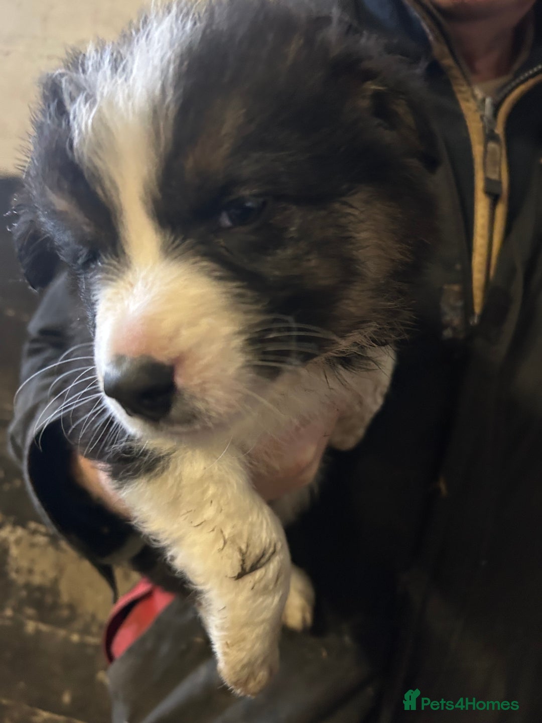 Border Collie dogs for sale: Border Collie Puppies  - Advert 3