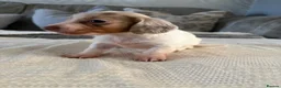 Dachshund dogs for sale: Miniature dachshund  - Advert 9