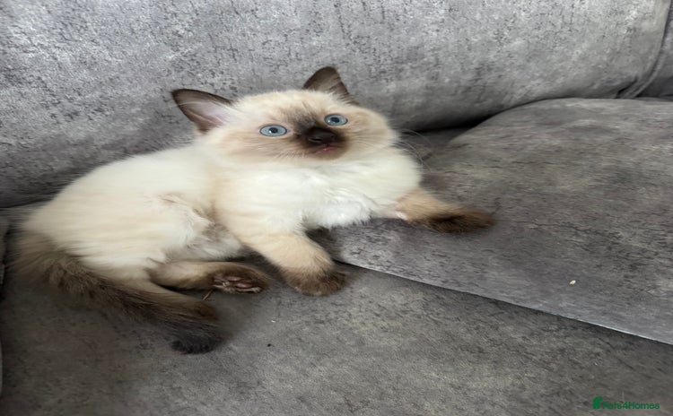 Ragdoll cats - Advert 14