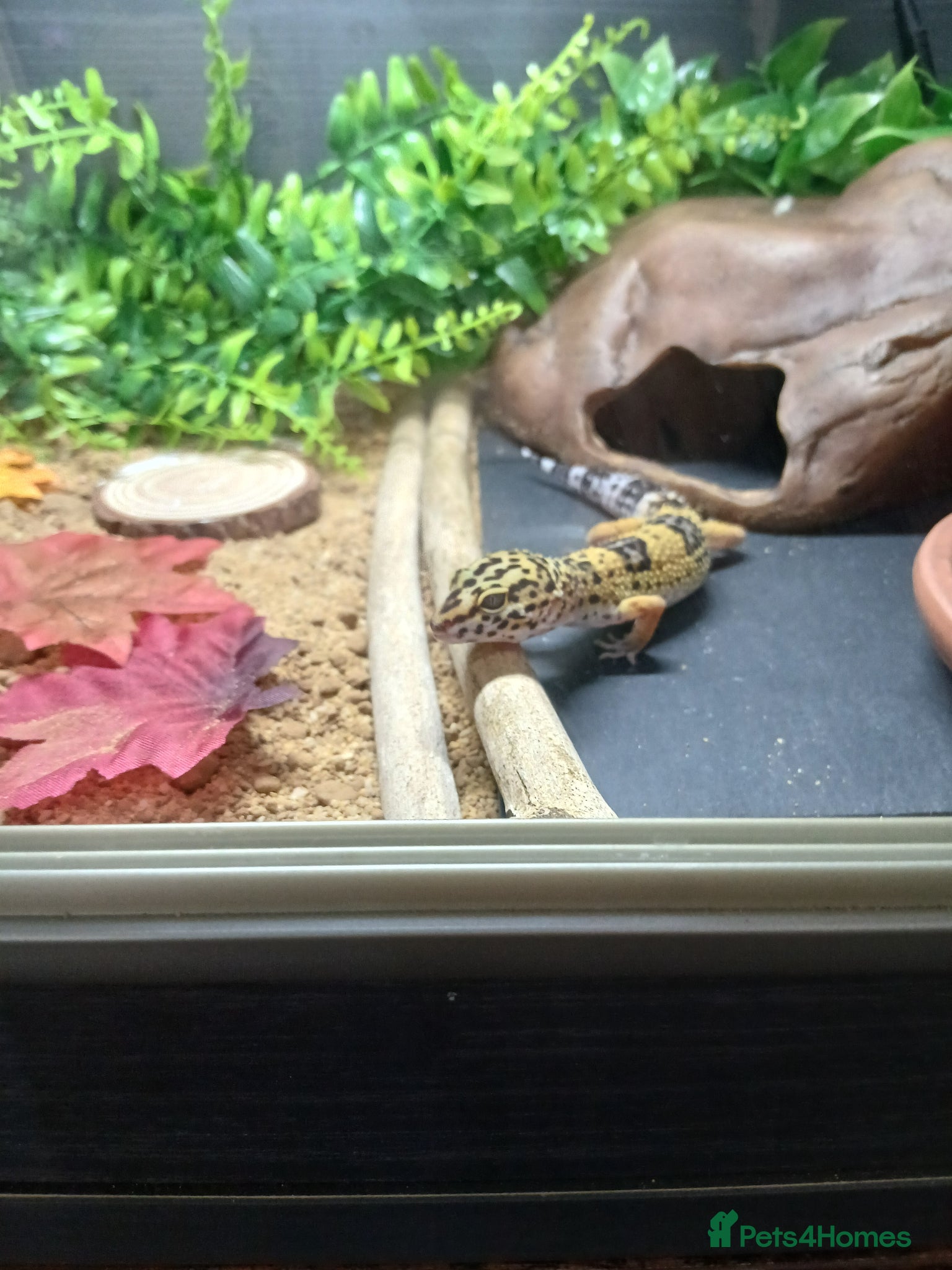 Leopard Gecko reptiles 6 month old male leopard gecko - Advert 1
