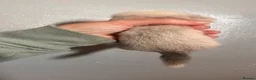 Ferret rodents for sale: ferret kits for sale  - Advert 25