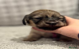 Miniature Dachshund dogs for sale: Reservation list now open! - Image 20