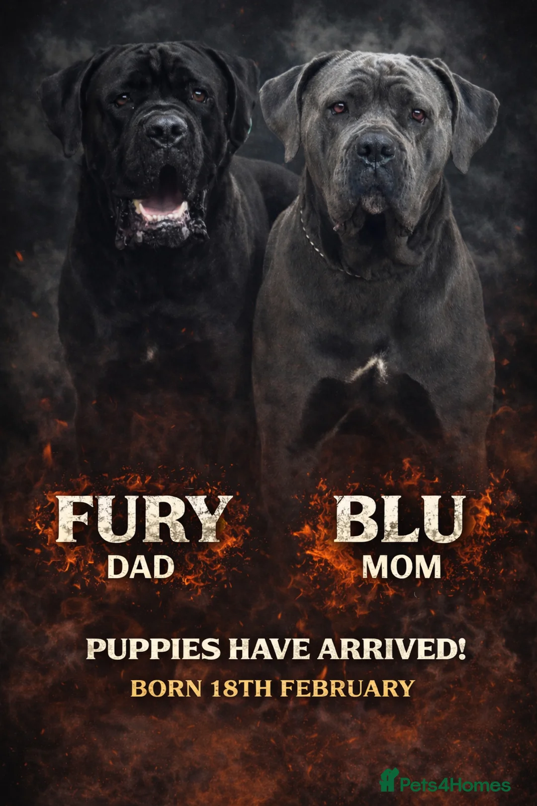 Cane Corso dogs for sale: PURE CANE CORSO PUPPIES FOR SALE !!!! - Advert 1