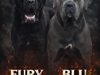 Cane Corso dogs PURE CANE CORSO PUPPIES FOR SALE !!!! - Advert 9
