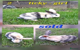 Rex rabbits for sale: Super Cute Baby bunnies! Rex x Lops - Image 17