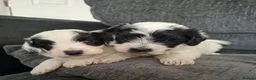 Mixed Breed dogs for sale: Cockapoochon - Advert 11