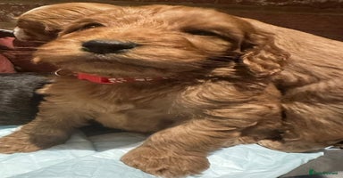 Cockapoo dogs - Advert 10