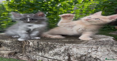 Maine Coon cats - Advert 12