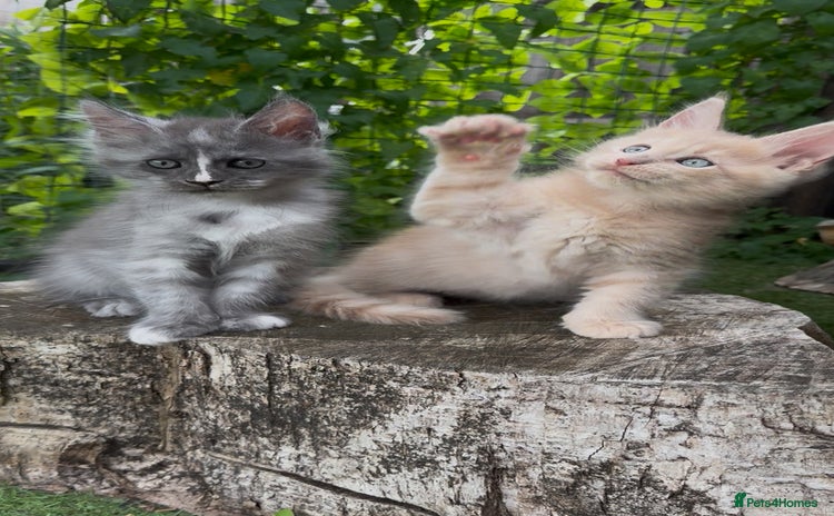 Maine Coon cats - Advert 1