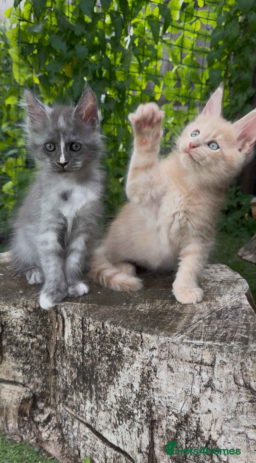 Maine Coon cats for sale: 🌟🌟Beautiful Maine Coon kittens 🌟🌟 - Image 15