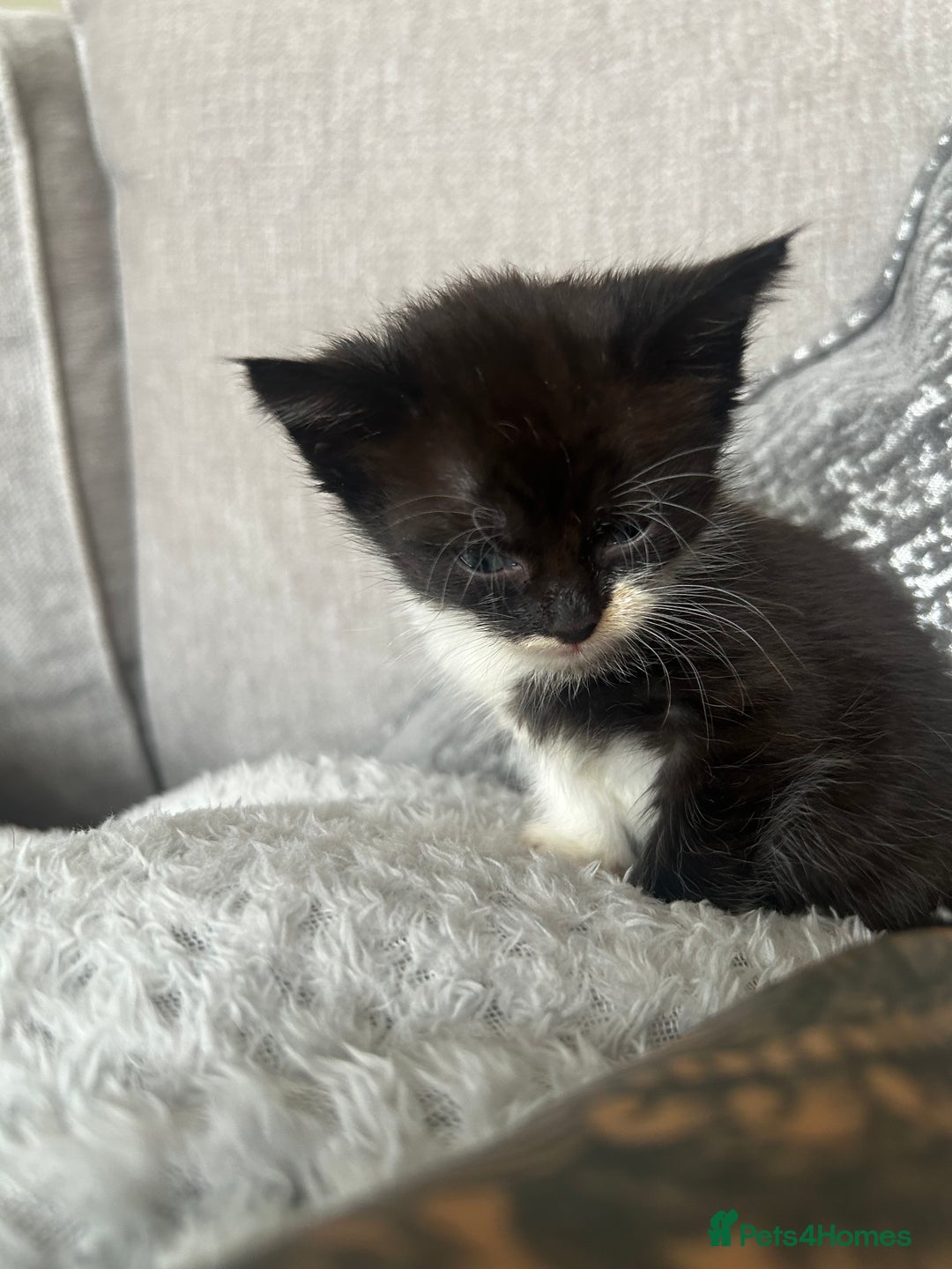 Mixed Breed cats for sale: 3 x black and white kittens available  - Image 6
