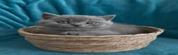 British Shorthair cats for sale: BRITISH SHORTHAIR - Full Pedigree/Registered - Advert 4