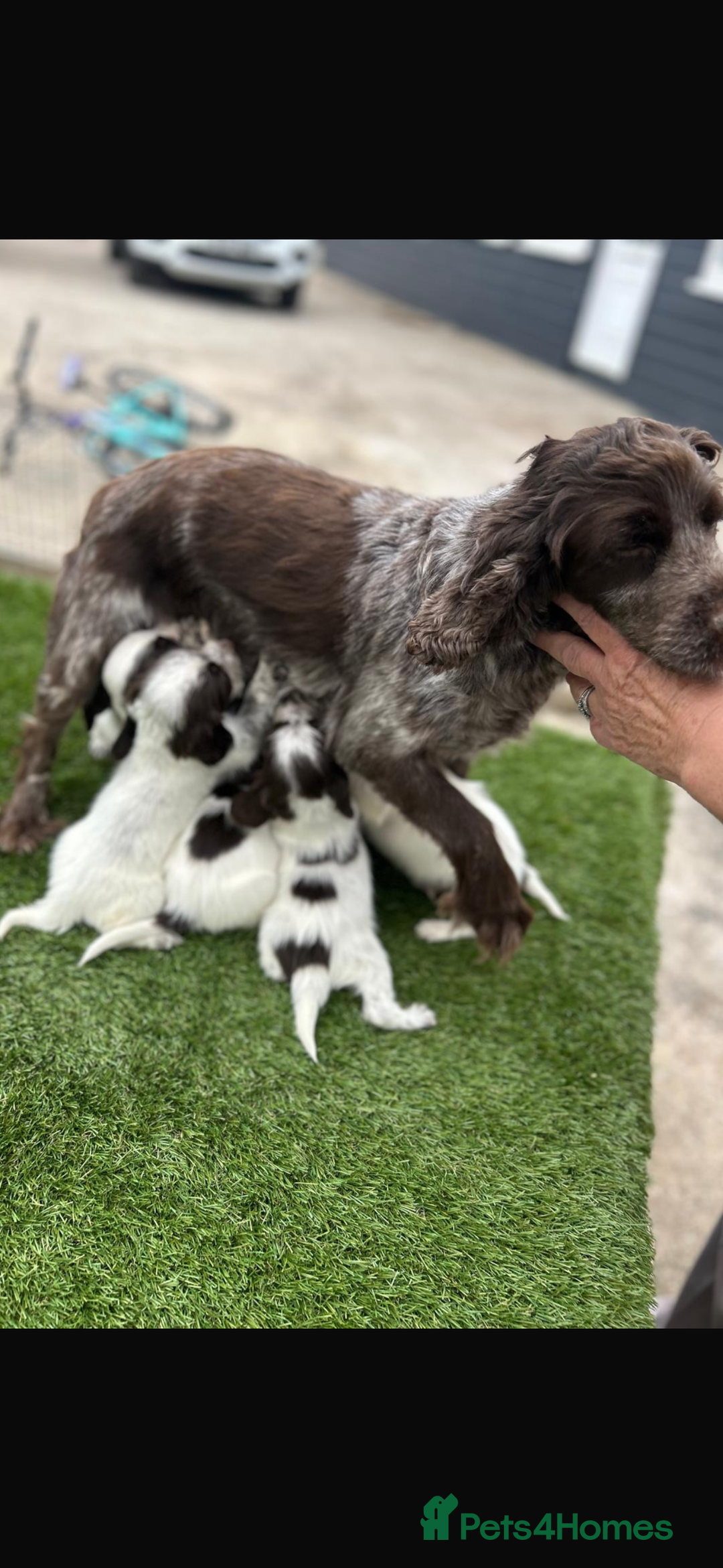 Cocker Spaniel dogs for sale: Cocker spaniel puppies 6girls 1boy ready now - Image 5