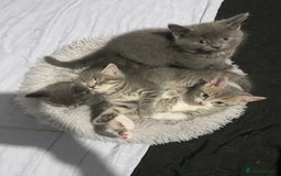 British Shorthair cats for sale: Brittish Shorthair Crossbreed Kittens  - Image 14