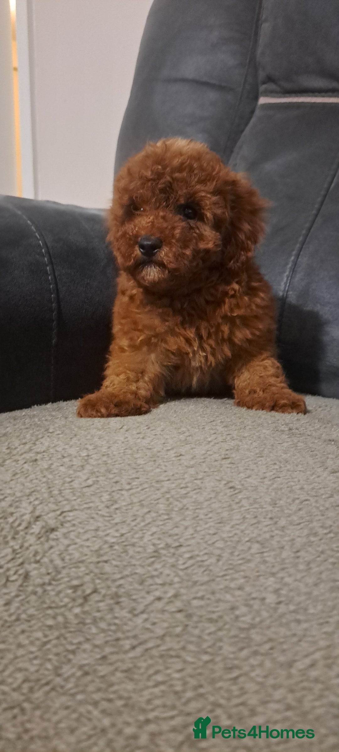 Toy Poodle dogs for sale: Toy poodle - Advert 9