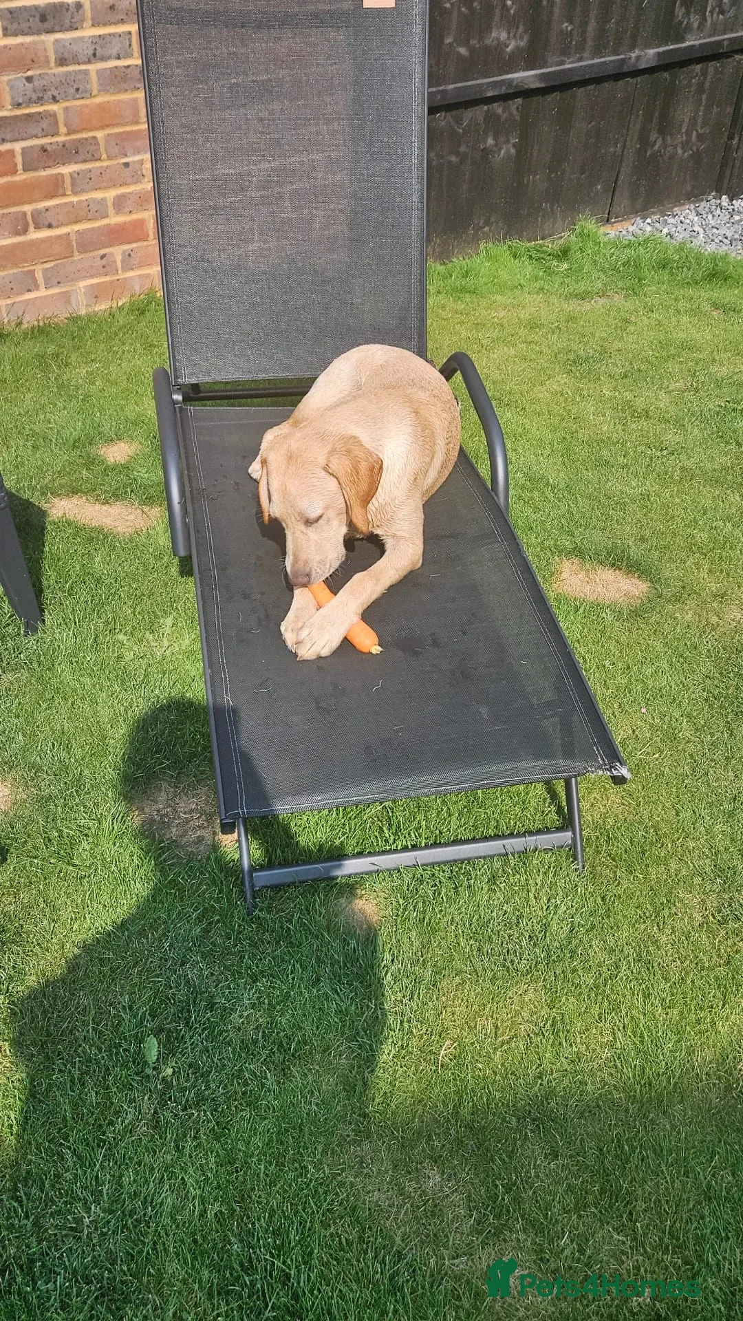 Labrador Retriever dogs for sale: Mel needs a new home - Advert 3