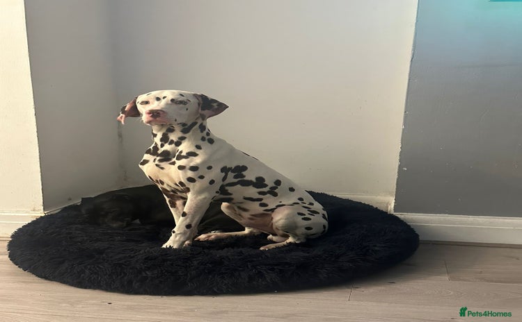 Dalmatian dogs - Advert 1