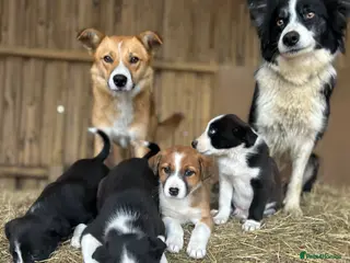 Mixed Breed dogs Collie pups. - Advert 13