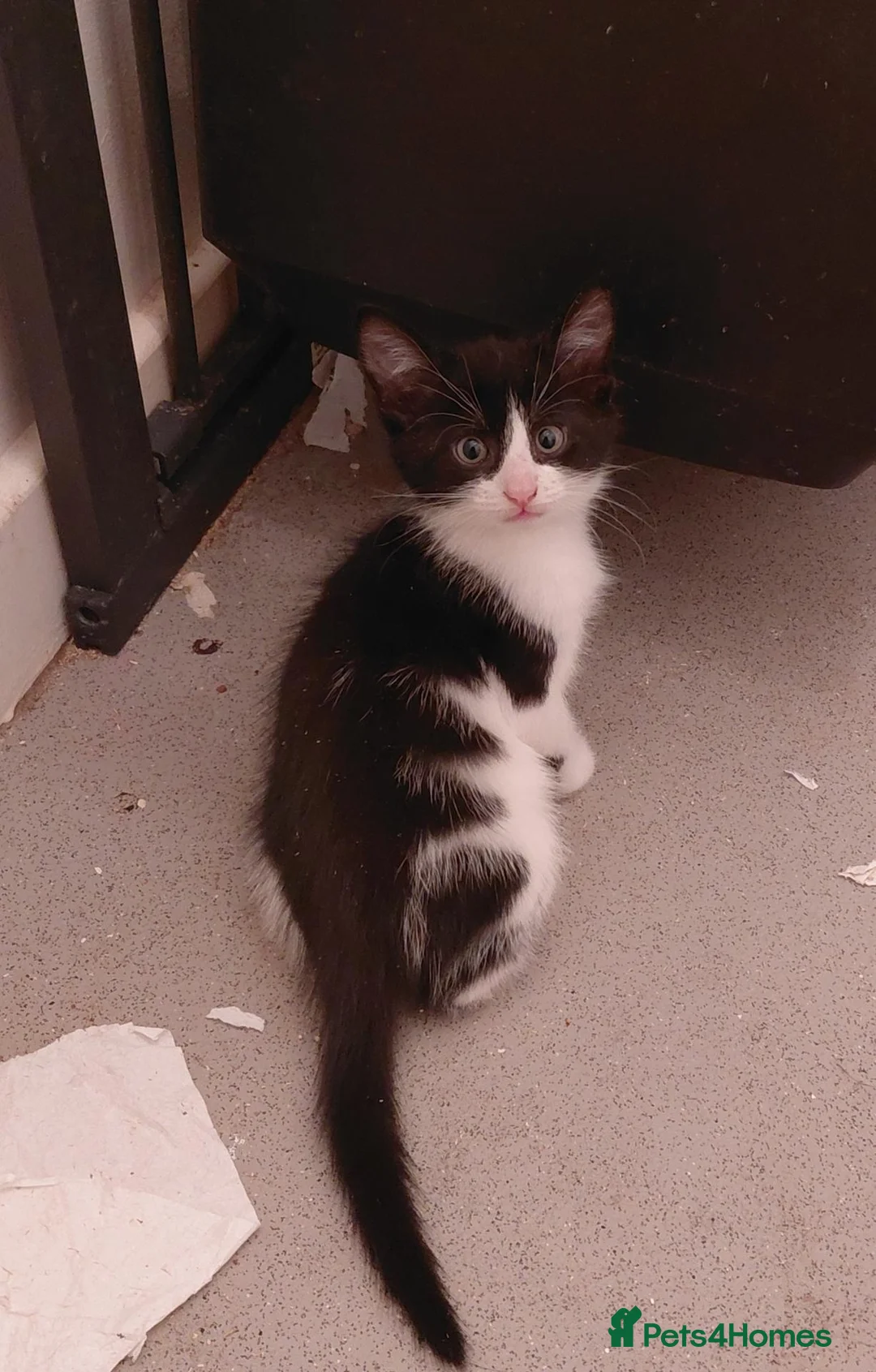 Mixed Breed cats for sale: Lovely home reared kittrns for sale - Advert 2