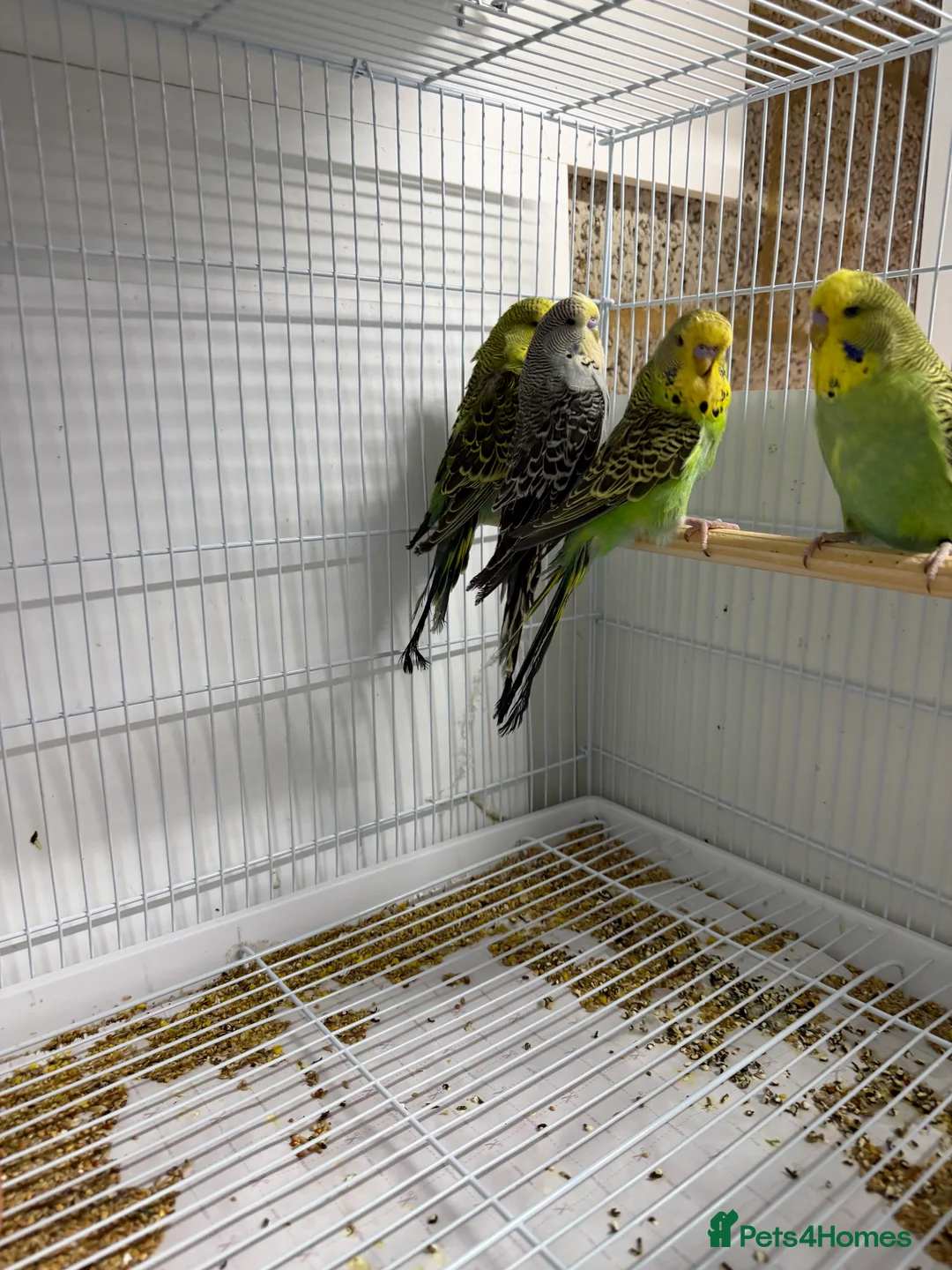 Budgerigars birds for sale: Budgies For Sale in Waltham Cross - Advert 9