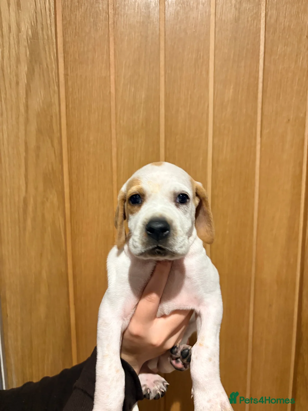Pointer dogs for sale: Last gorgeous puppy looking for a loving home  - Advert 39