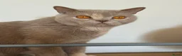 British Shorthair cats for sale: British Shorthair kittens  - Advert 2