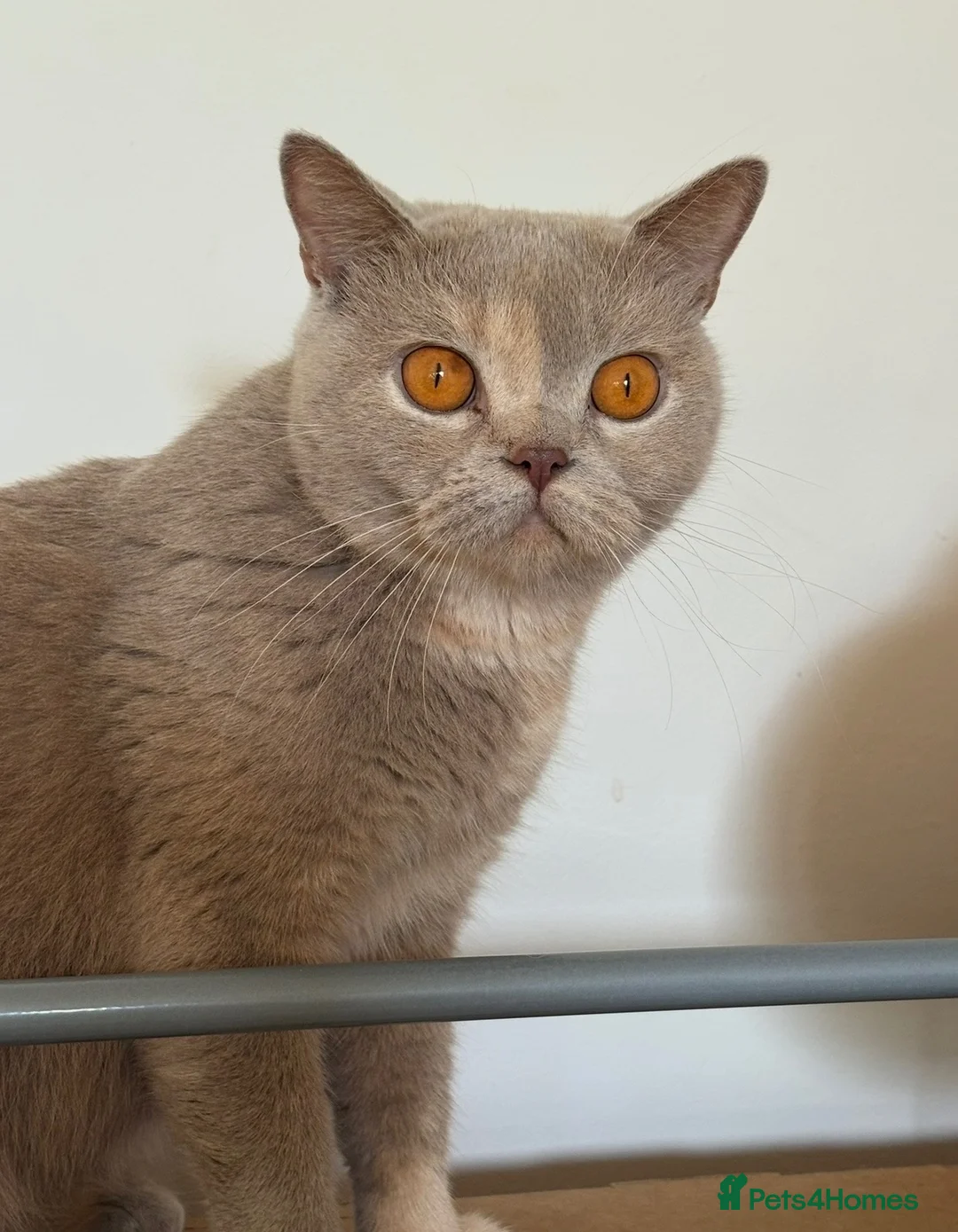 British Shorthair cats for sale: British Shorthair kittens  - Advert 2